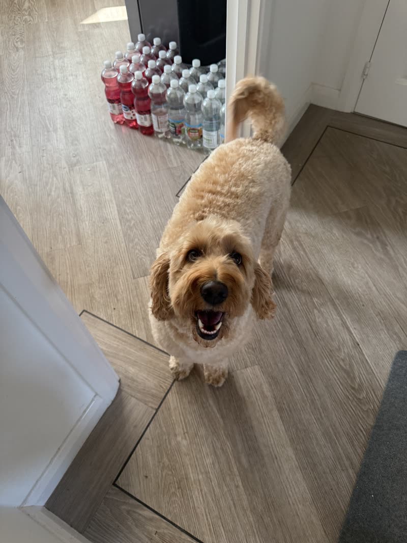 A cream cockapoo standing on the grey wood floor of the grooming room, shelves of products behind
