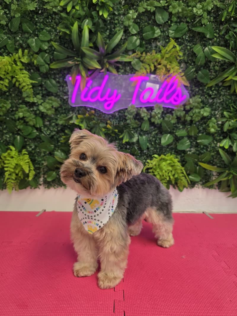 A small yorkie in a floral bandana sitting on the pink mat in front of the foliage wall (cropped below the sign lettering)