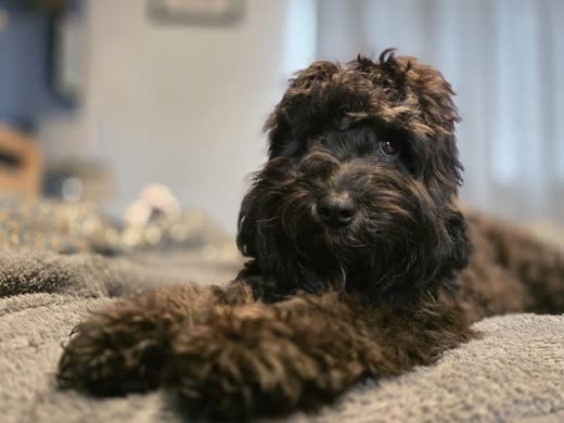 Close detail of a dark curly cockapoo's soft coat as it lies on a cream blanket